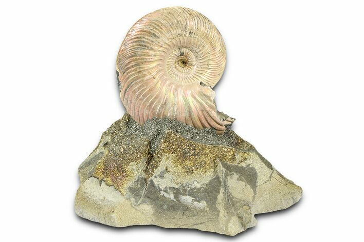 Iridescent Pyritized Ammonite (Quenstedticeras) Fossil Display #368844